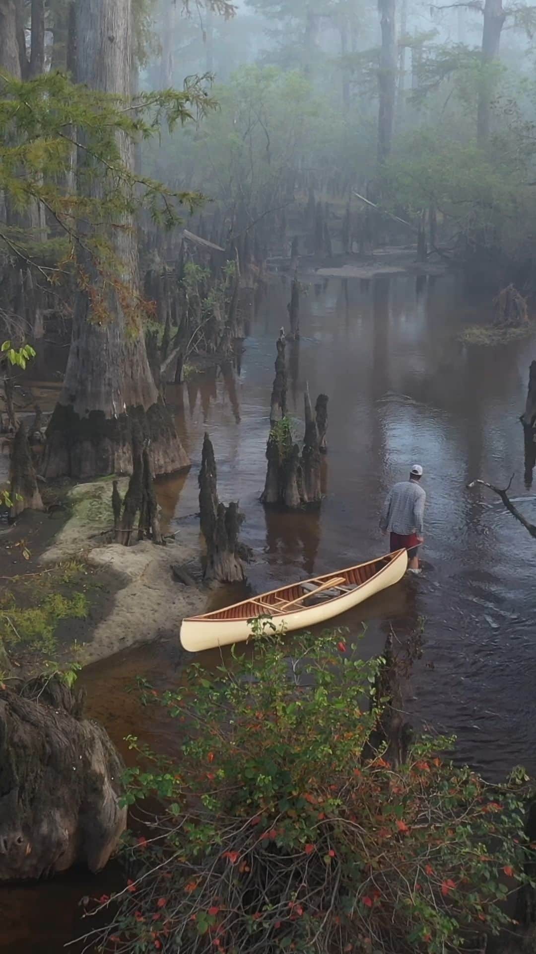 ナショナルジオグラフィックのインスタグラム：「Video by @macstonephoto | Ancient cypress swamps dominated the Atlantic coastal plain until the 19th and 20th centuries brought industrial logging and wetland draining projects to the South. Today, only a handful of old-growth cypress forests remain and they are enchanting windows into how the southeastern United States once looked.   I have explored these wetland areas since I was a child, and it’s in cypress swamps that I first learned how to use a camera. I came to know them as integral to our local ecology and as ambassadors for our unique blackwater brand of southern wilderness. It’s a different kind of wild, but one that desperately needs advocates.   Today, however, our cypress forests are facing a new threat. Saltwater intrusion from rising sea levels, dredging, droughts, and severe storms is turning coastal woods into what scientists call ghost forests. More than 5,000 square miles of coastal forests have disappeared in the last 20 years, according to researchers at the University of Virginia and Duke University. Along much of the coast, the resilient cypress trees that have withstood millennia of storms and draining schemes now stand lifeless, bleached white by the sun, ghoulishly haunting the salt marsh. These fascinating tannic forests, which have always magically transported me back to the past, now seem to be beckoning us to look toward the horizon at the slow, tidal creep of the future.   Learn more at the link in bio.  To see more from swamps and wetlands, follow @macstonephoto.」