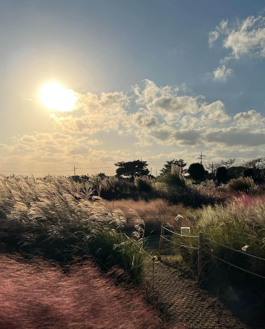 ダシャ・テゥアランさんのインスタグラム写真 - (ダシャ・テゥアランInstagram)「저도 봤다 핑크뮬리~🥺💗🍬🎀」10月25日 21時14分 - taaarannn