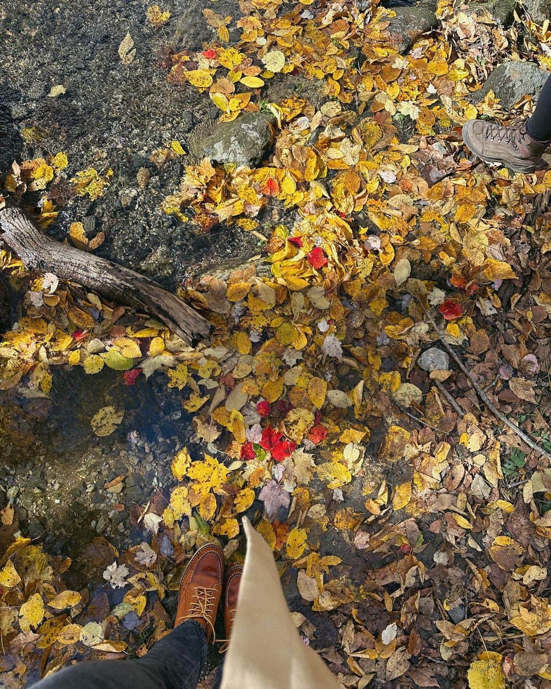 リンジー・エリンソンさんのインスタグラム写真 - (リンジー・エリンソンInstagram)「In awe of fall up here 🤎🍂🫶🏻✨」10月25日 21時27分 - lindsellingson