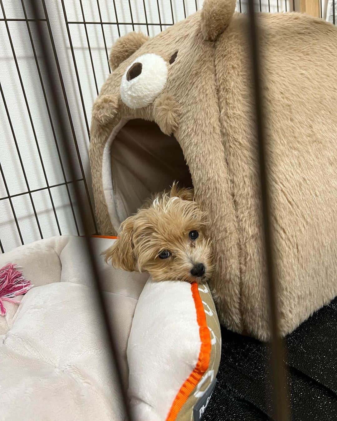 小湊よつ葉さんのインスタグラム写真 - (小湊よつ葉Instagram)「🐶  撮れた！！！  クマさんハウスに入ってるとこ撮れたー！！！  見て、破壊力エグくない？  #子犬 #わんこ #犬 #犬のいる暮らし #マルプー #うに」10月25日 21時32分 - yotsuha_km0529