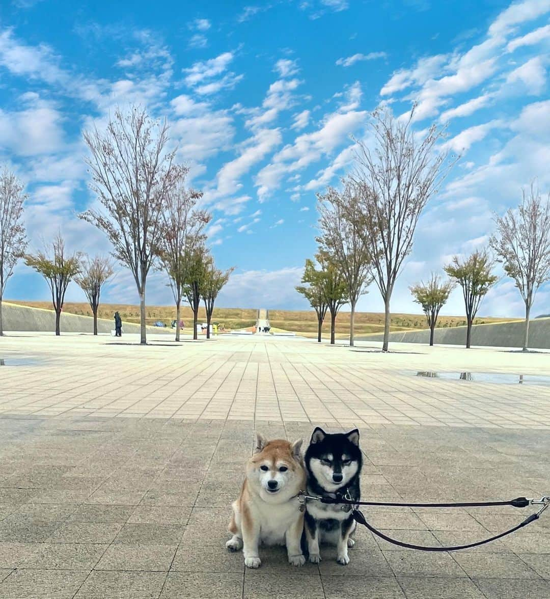 豆柴なつ&ふゆさんのインスタグラム写真 - (豆柴なつ&ふゆInstagram)「We go to Iwate⭐️ 奇跡の一本松⭐️  #東北旅行 #岩手 #陸前高田 #奇跡の一本松 #iwate  #感慨深い    #trip  #犬連れ旅行　#旅行 #ワンコと旅行  #犬のいる暮らし  #しばいぬ #シバフル #わんダフォ #shibamania  #shiba_snap  #instashiba#cutedogs  #柴犬#shiba #shibainu #shibastagram #pecoいぬ部 #shibainumag_feature #dogoftheday  #🐕📷 #theshibasociety  #proudshibas」10月25日 21時32分 - mameshiba.natsuinu56