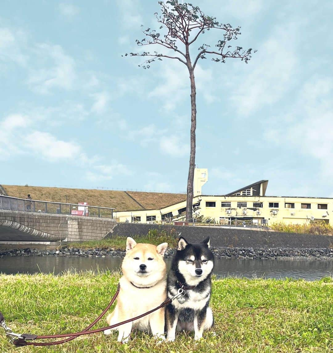 豆柴なつ&ふゆのインスタグラム