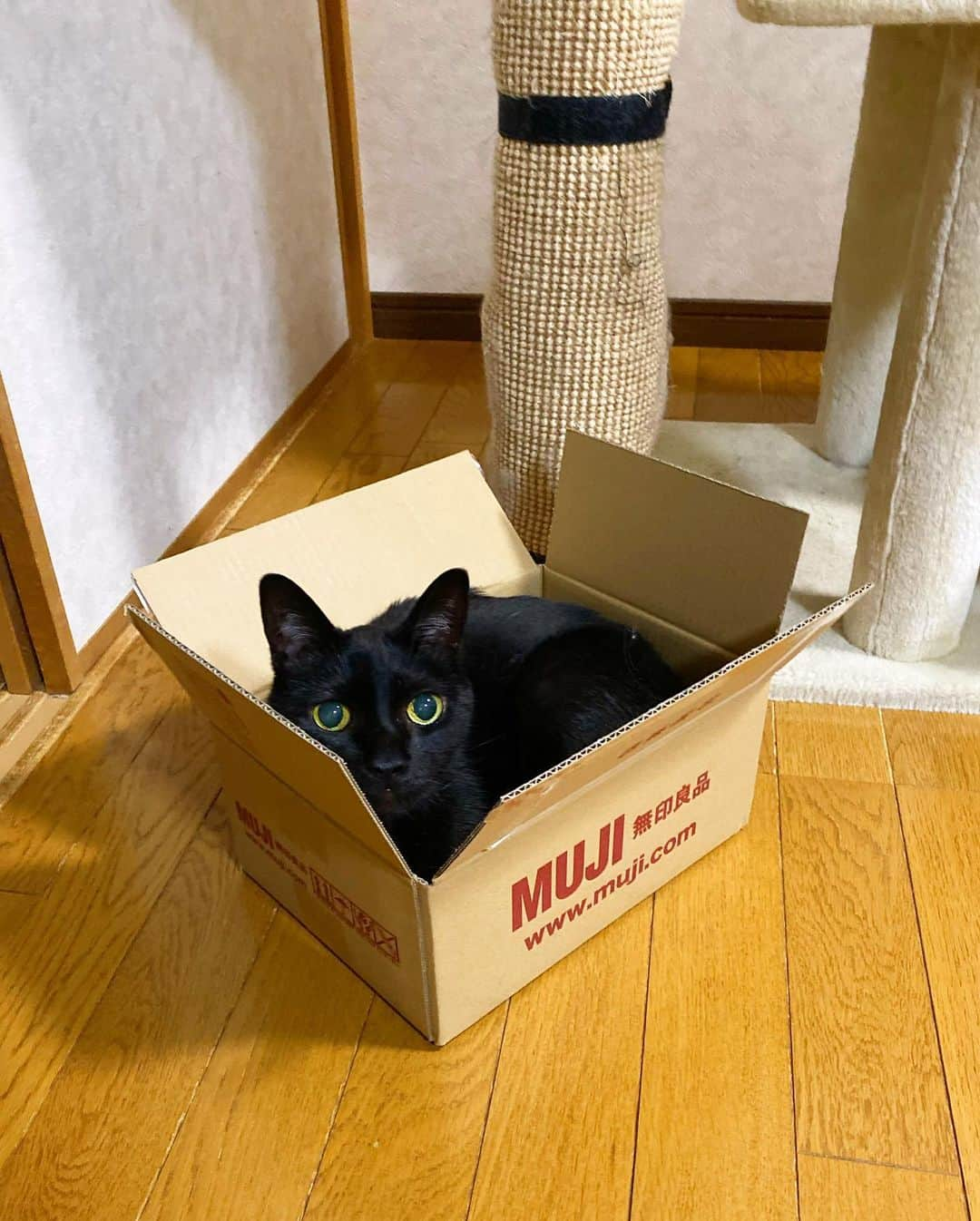 nemuru_catのインスタグラム：「#ベム  うーちゃまと違って 余裕なベムつん📦 じつはベムつんは４.１８キロ うーちゃまは６.０８キロ ２キロ近く体重が違うのでした😸 * #ねこ部#cat#neko#猫#catsofinstagram#ねこのいるくらし#黒猫」