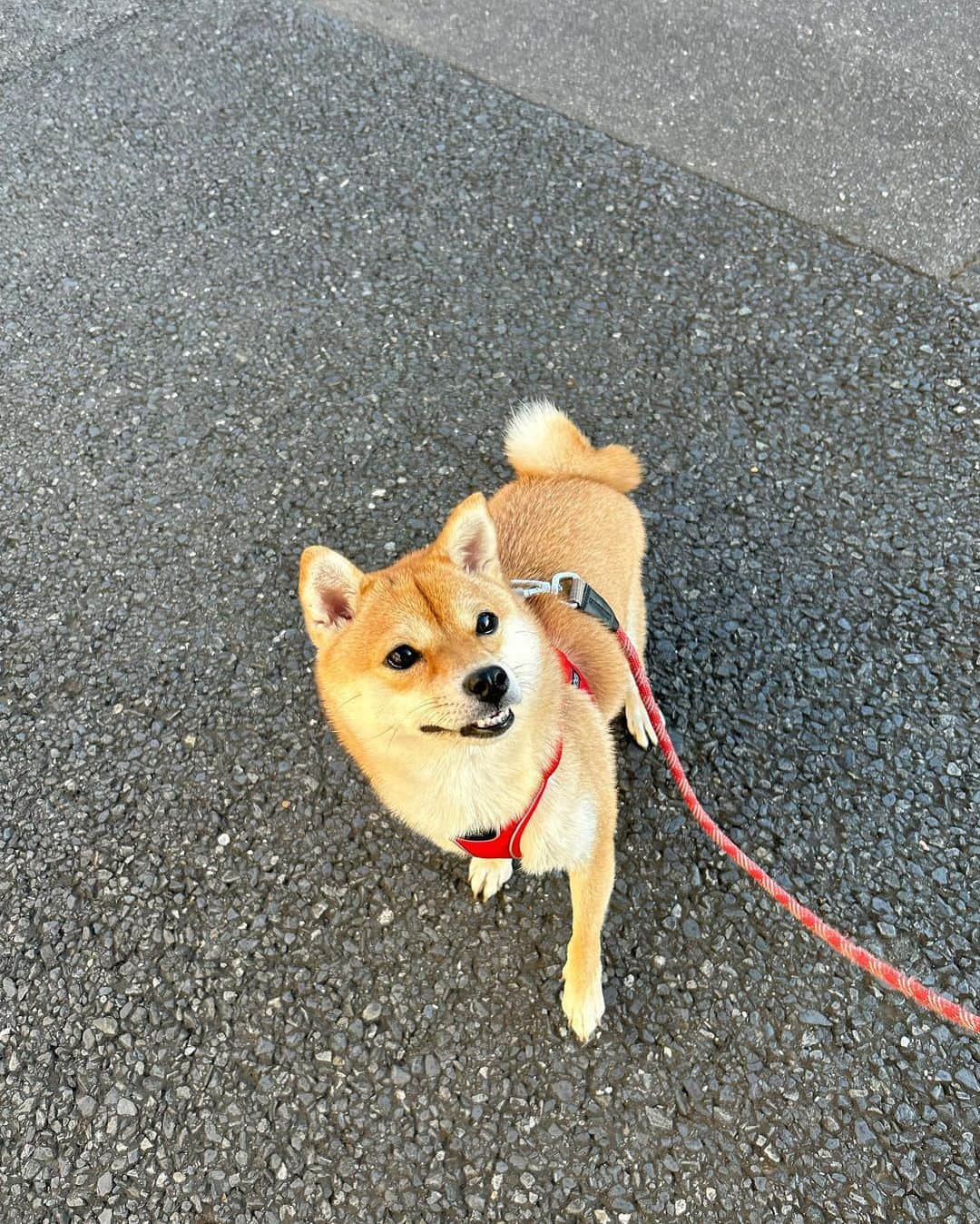 山岸愛梨さんのインスタグラム写真 - (山岸愛梨Instagram)「ちくわ（豆柴）を連れてロング散歩🐕 車に乗って近くまで連れて行き、 一緒にコスモス鑑賞してきました🌸  初めての遠出で緊張気味だったので、 人の多い場所は避けて遠くから。  ちくちゃん、またお出かけしようね😌🤍  #犬のいる暮らし #犬のいる生活　#柴犬　#豆柴　 #コスモス #コスモス畑 #秋桜」10月25日 22時01分 - airi_yamagishi