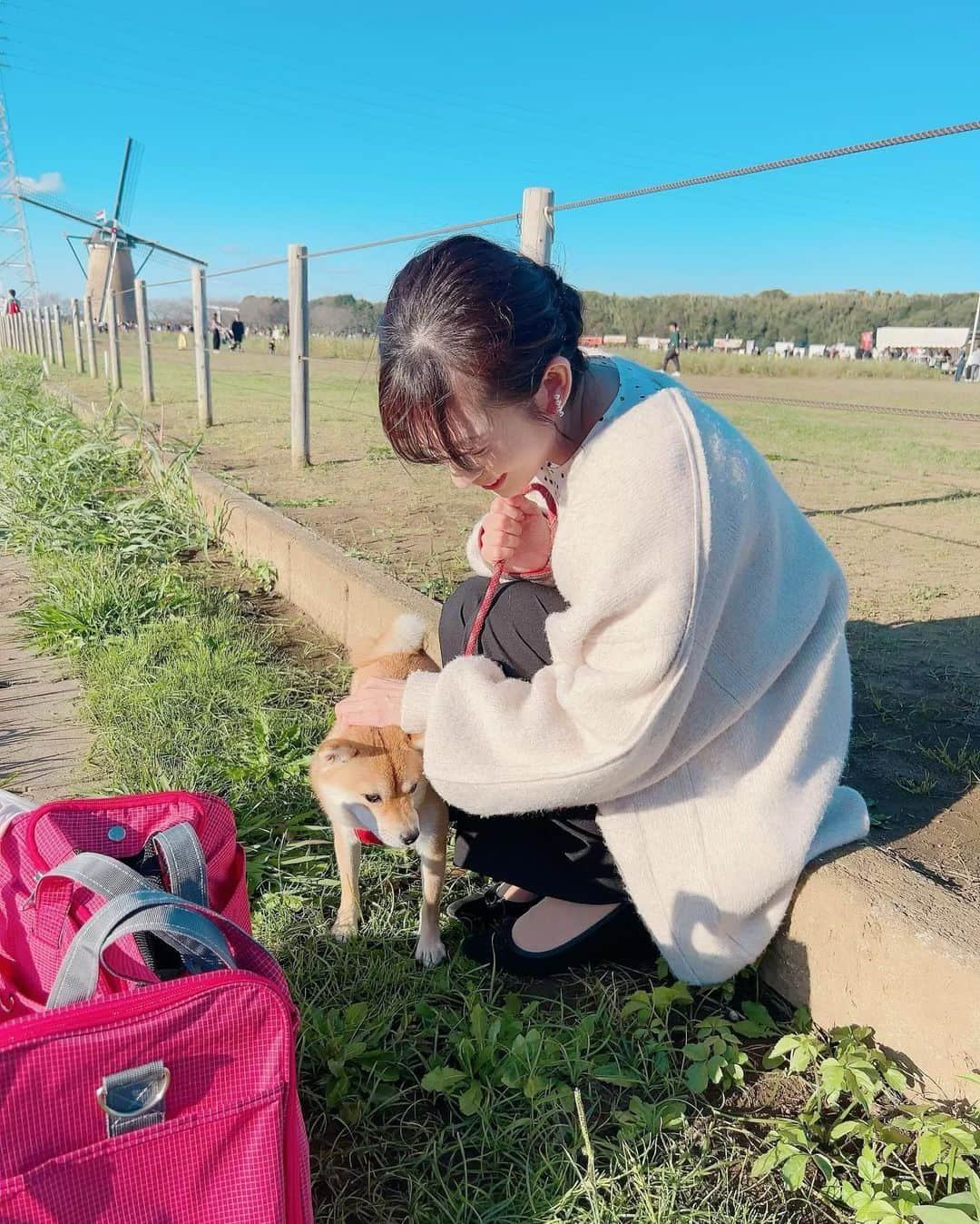 山岸愛梨さんのインスタグラム写真 - (山岸愛梨Instagram)「ちくわ（豆柴）を連れてロング散歩🐕 車に乗って近くまで連れて行き、 一緒にコスモス鑑賞してきました🌸  初めての遠出で緊張気味だったので、 人の多い場所は避けて遠くから。  ちくちゃん、またお出かけしようね😌🤍  #犬のいる暮らし #犬のいる生活　#柴犬　#豆柴　 #コスモス #コスモス畑 #秋桜」10月25日 22時01分 - airi_yamagishi