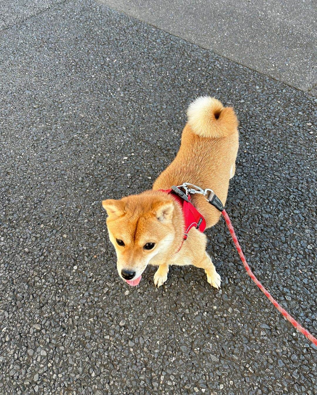 山岸愛梨さんのインスタグラム写真 - (山岸愛梨Instagram)「ちくわ（豆柴）を連れてロング散歩🐕 車に乗って近くまで連れて行き、 一緒にコスモス鑑賞してきました🌸  初めての遠出で緊張気味だったので、 人の多い場所は避けて遠くから。  ちくちゃん、またお出かけしようね😌🤍  #犬のいる暮らし #犬のいる生活　#柴犬　#豆柴　 #コスモス #コスモス畑 #秋桜」10月25日 22時01分 - airi_yamagishi