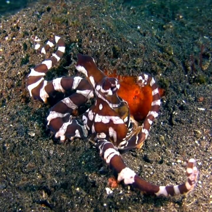 アニマルプラネットのインスタグラム：「It’s like having a #Halloween costume all the time! 🐙🐍 This wonderpus #octopus (Wunderpus photogenicus) is masquerading as a venomous sea snake.  #HappyHalloween #WildlifeWednesday #costumeparty」