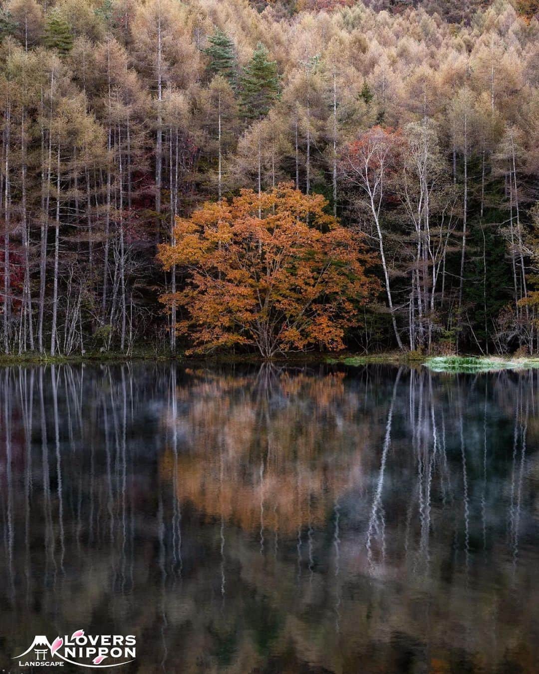 Only Japanese photographsのインスタグラム：「🇯🇵Today's LoversNippon Selection🇯🇵 . Artist｜@tuka3.favjp Selected｜@nakashi726 . Follow : @lovers_nippon Tag : #lovers_nippon ＿＿＿＿＿＿＿＿＿＿＿＿＿＿＿＿＿＿＿ ￣￣￣￣￣￣￣￣￣￣￣￣￣￣￣￣￣￣￣￣ @tuka3.favjp 様 おめでとうございます✨ 素敵な作品にタグ付けありがとうございます🙏 今後ともLoversNipponを宜しくお願い致します✨ ＿＿＿＿＿＿＿＿＿＿＿＿＿＿＿＿＿＿＿＿ ￣￣￣￣￣￣￣￣￣￣￣￣￣￣￣￣￣￣￣￣ #日本 #風景 #写真 #風景写真 #scenery #nature」