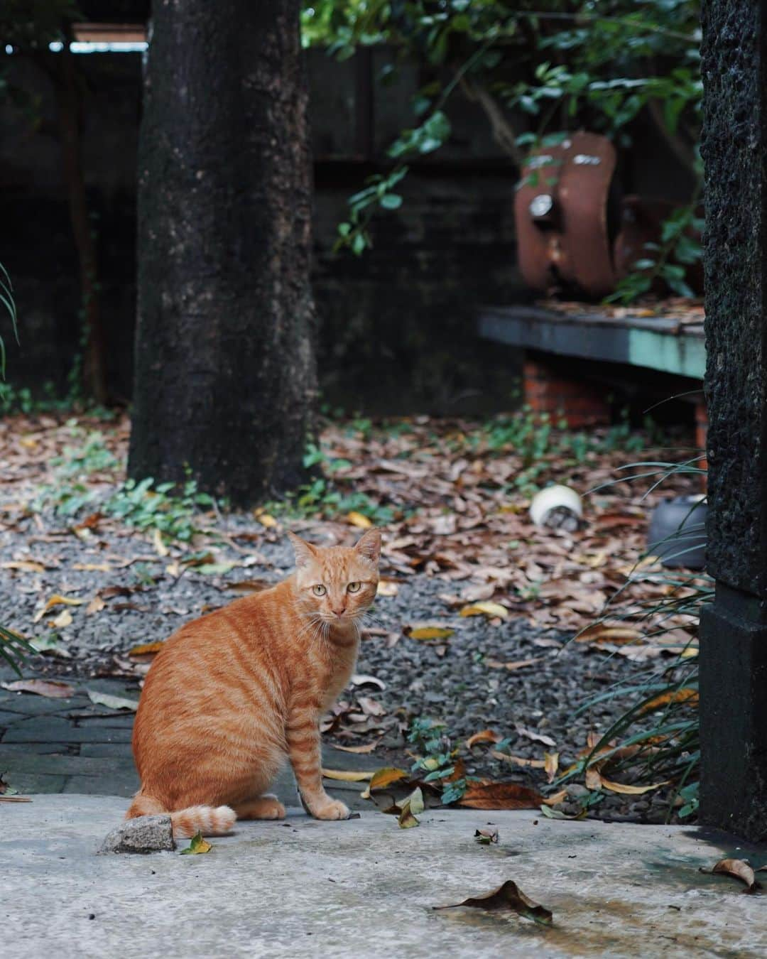 言身寸 in Tainan, Taiwanさんのインスタグラム写真 - (言身寸 in Tainan, TaiwanInstagram)「戰鬥小橘，戰鬥結束了  2017年開始成為黑貓媽媽的伴侶（一生只愛橘貓的黑貓)  為什麼是戰鬥小橘？因室內兩隻橘貓，大橘、Lucky每次烙跑出門跟小橘打架都輸超慘，Lucky開刀一次、大橘進醫院三次  後者那麼慘烈，因為大橘是黑貓媽媽的前男友吧(X  因萬屋回收了，戰鬥小橘也跟著大家搬來新工作室3F 小橘跟著黑貓媽媽對人都保持著距離、摸不到，這樣也好  但從去年底黑貓媽媽畢業後，戰鬥小橘突然開始顯老了。上個月開始食慾大減，跟黑貓媽媽一樣，不親人去醫院似乎不是好的方式；也就這樣安寧照顧了  或許太想念黑貓媽媽，說走就走  今天真的說晚安了，戰鬥小橘，Fighting !」10月25日 22時30分 - kukud83