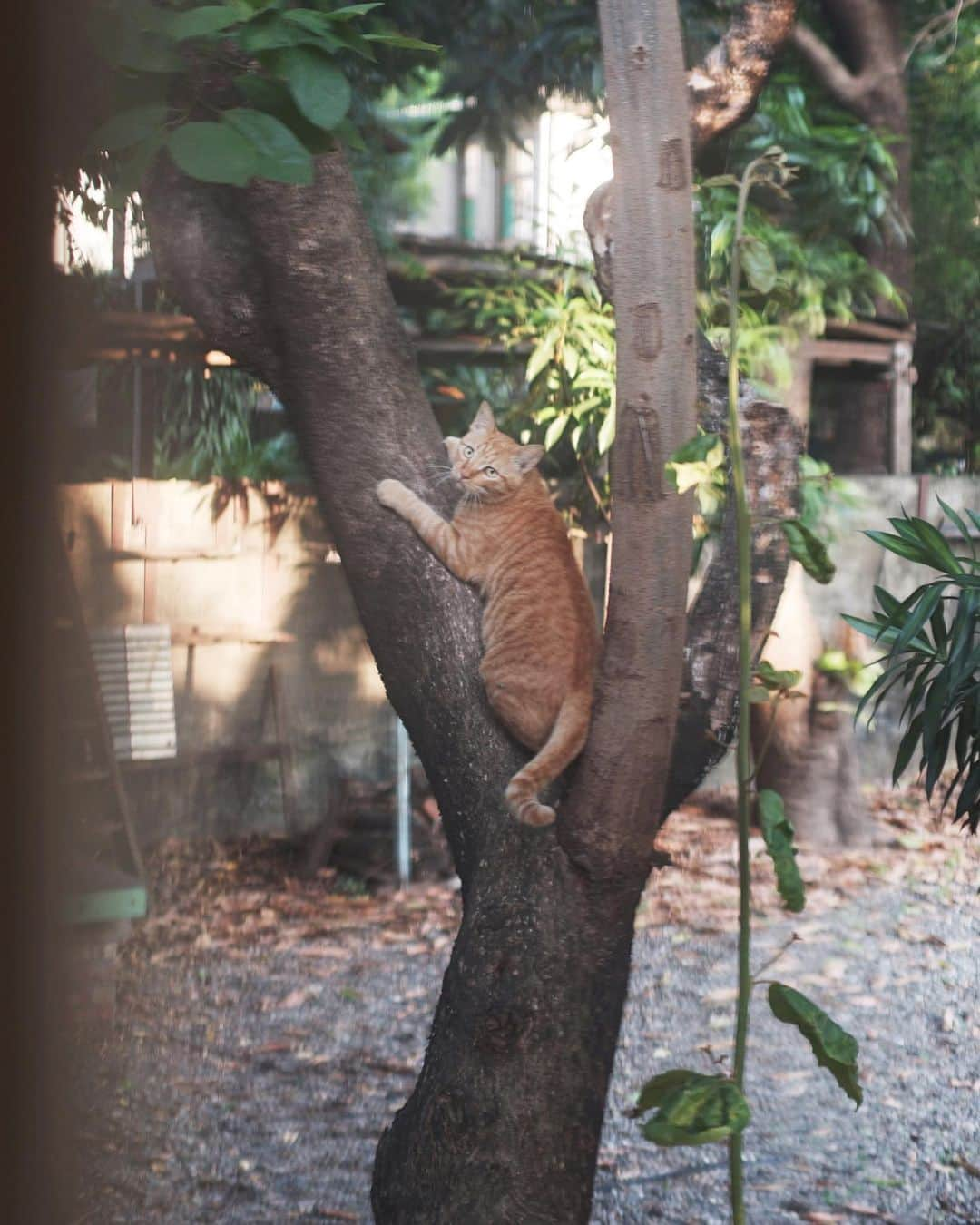 言身寸 in Tainan, Taiwanさんのインスタグラム写真 - (言身寸 in Tainan, TaiwanInstagram)「戰鬥小橘，戰鬥結束了  2017年開始成為黑貓媽媽的伴侶（一生只愛橘貓的黑貓)  為什麼是戰鬥小橘？因室內兩隻橘貓，大橘、Lucky每次烙跑出門跟小橘打架都輸超慘，Lucky開刀一次、大橘進醫院三次  後者那麼慘烈，因為大橘是黑貓媽媽的前男友吧(X  因萬屋回收了，戰鬥小橘也跟著大家搬來新工作室3F 小橘跟著黑貓媽媽對人都保持著距離、摸不到，這樣也好  但從去年底黑貓媽媽畢業後，戰鬥小橘突然開始顯老了。上個月開始食慾大減，跟黑貓媽媽一樣，不親人去醫院似乎不是好的方式；也就這樣安寧照顧了  或許太想念黑貓媽媽，說走就走  今天真的說晚安了，戰鬥小橘，Fighting !」10月25日 22時30分 - kukud83