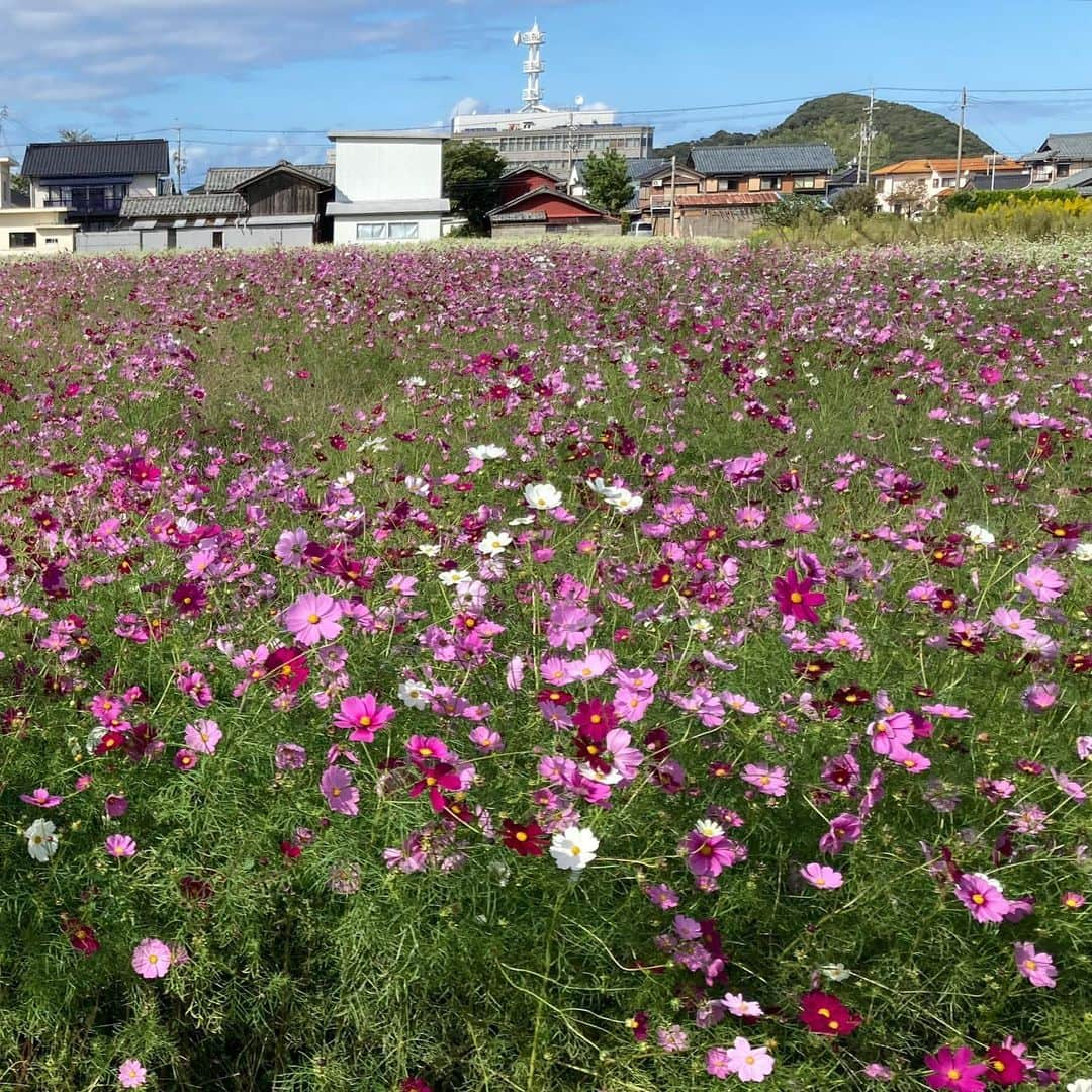 滝波宏文のインスタグラム：「#コスモス #秋桜 #畑 #青空 #福井県 #福井 #美浜町 #美浜 #若狭 #嶺南 #fukui #無加工 #アルバム整理  #ふるさとを守る #日本を守る #強くて優しい #くに創り #参議院議員 #滝波宏文  #たきなみ宏文 #たきなみ #自民党 #自由民主党」