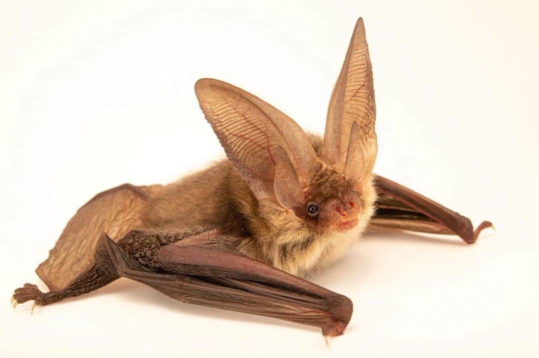 Joel Sartoreのインスタグラム：「It's no secret why this species is called the brown long-eared bat. Those incredible ears are nearly as long as this bat’s entire body! Surprisingly, this little critter can hold its massive ears upright in flight, but when resting, it curls them back and tucks them underneath its wings. Like most bat species, the brown long-eared bat is threatened by habitat loss and the use of insecticides, which reduces the amount of insect prey available for bats to feed on. The best way for you to help bats? Keep your garden insecticide free! Photo taken @moscow_zoo_official.   #bat #animal #wildlife #photography #animalphotography #wildlifephotography #studioportrait #PhotoArk #BatWeek @insidenatgeo」