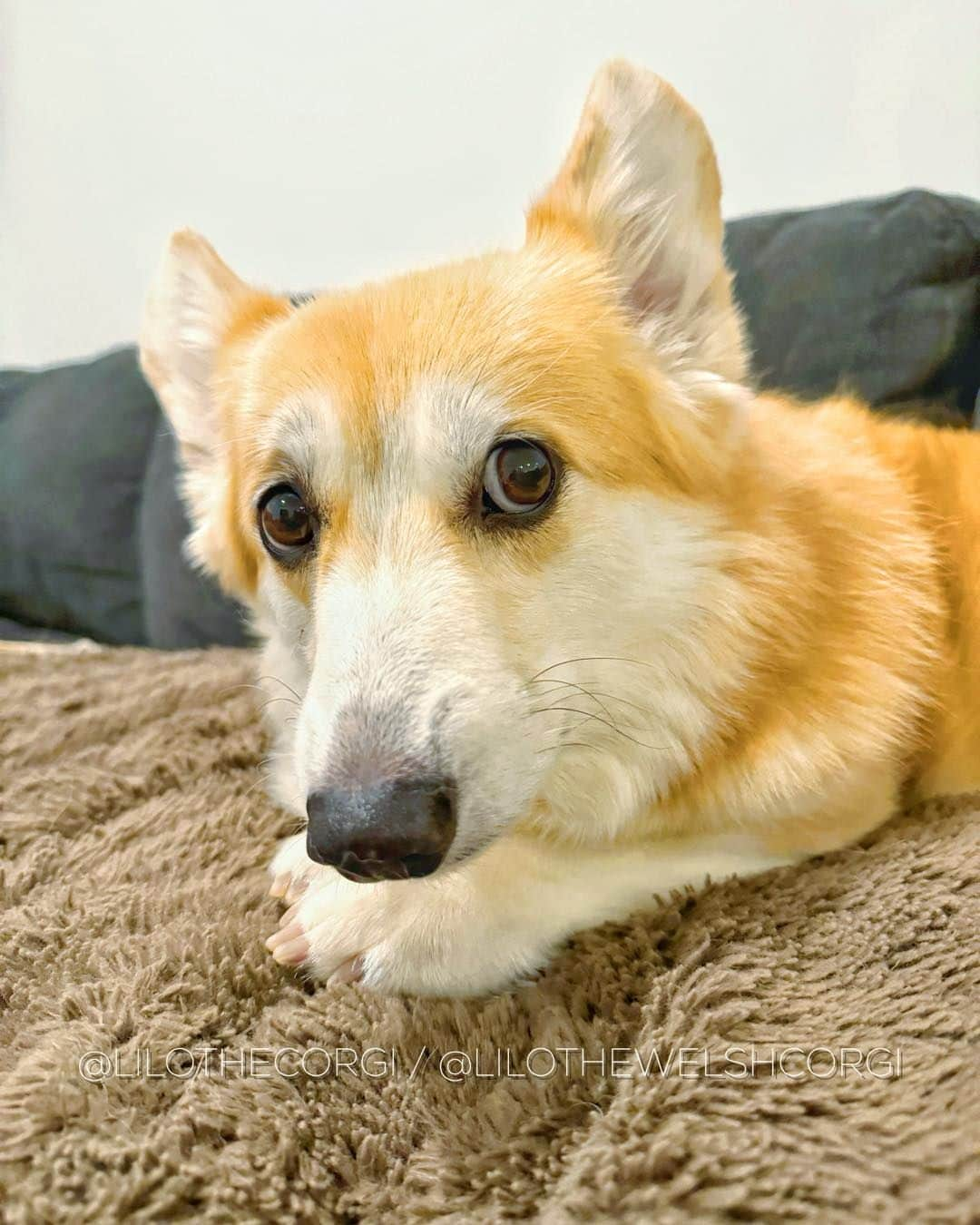 Liloのインスタグラム：「Testing, testing… Am I finally free from meta jail? It’s been nearly a week since I could upload a photo. I’m back, dear furriends! #Corgi   ⁣ . ⁣ .⁣ .⁣ .⁣ .⁣  #corgis #corgicommunity #corgiaddict #dogstagram #corgibutt #corgidog #corgilover #corgination #dog #corgidaily #corgipuppy #corgiworld #dogs #corgilife #pembrokewelshcorgi #corgigram #weeklyfluff #corgilovers #corgistagram #corgisofinstagram #corgilove #dogsofinstagram #corgiplanet #puppy #welshcorgi」