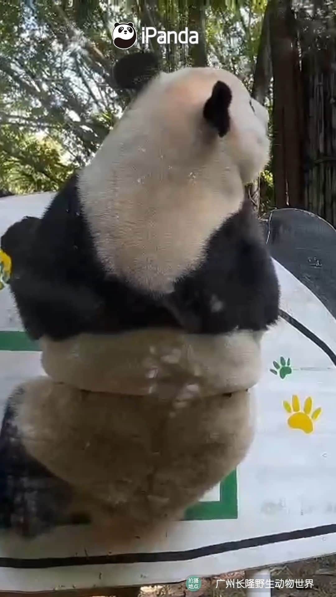 iPandaのインスタグラム