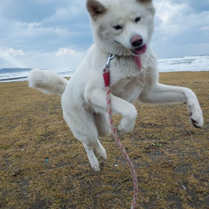 わさおのインスタグラム