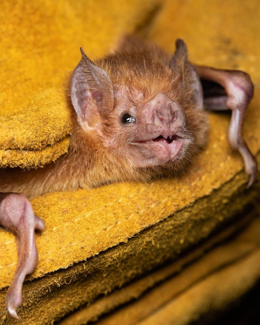 アメリカ自然史博物館のインスタグラム：「🦇 Sink your teeth into spooky season with the common vampire bat (Desmodus rotundus). This species feeds exclusively on the blood of other animals, puncturing flesh with a relatively painless bite. An anticoagulant—called draculin—in this bat’s saliva keeps blood flowing while it drinks. This social species can be found in colonies of thousands of individuals. It inhabits parts of Central and South America.   Photo: jasonheadley, CC BY-NC 4.0, iNaturalist #nature #amazingnature #animalfacts #didyouknow #spookyseason #bats」