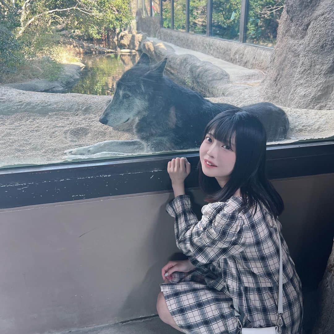 のインスタグラム：「10月の連休はずっと実家にいたので、お母さんがずっと行きたいって言ってた神戸どうぶつ王国に行った🐺♩ お母さんと2年振りくらいのお出かけ！！！ 家族みんなで遊びに行ったように感じて空もミルクみたいな雲いっぱいでお母さんもめちゃ楽しそうでみぽもめちゃ楽しくて幸せな日だった🍀 というか、神戸どうぶつ王国ぜんぶすごすぎる、説明してたら夜があけちゃう、全員かわいかったもっかい行きたい」