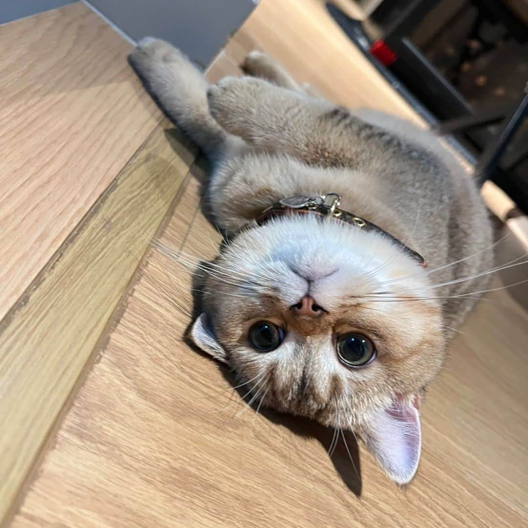 ニウィのインスタグラム：「อภิมหามหึแมว L @rocketdecat #rocketdecat」