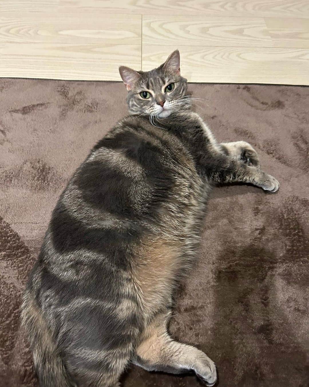 うえたけのインスタグラム：「ウチの猫🐱こんなデカかったっけ⁉️ カーペットの3分の1幅だ🐈」