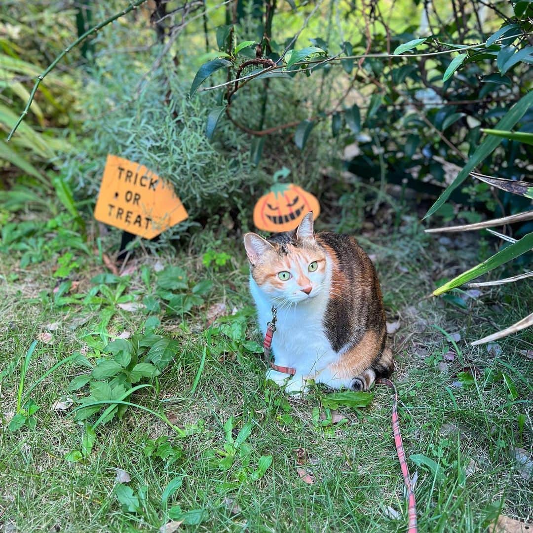 山田稔明のインスタグラム：「おはよ #ポチ実 #三毛猫」