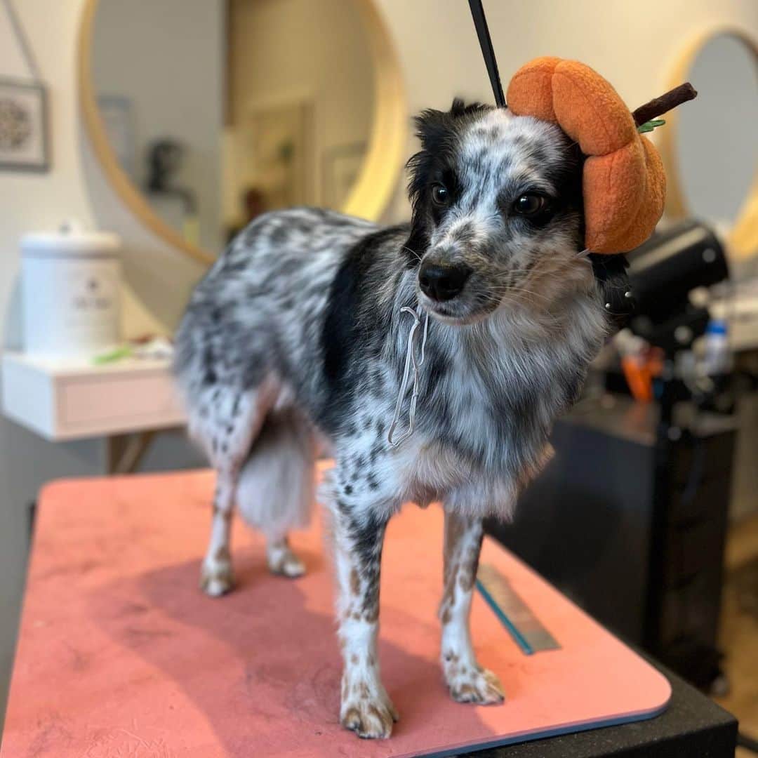 Dogs by Ginaのインスタグラム：「Max the Australian cattle dog mix🎃🤍」