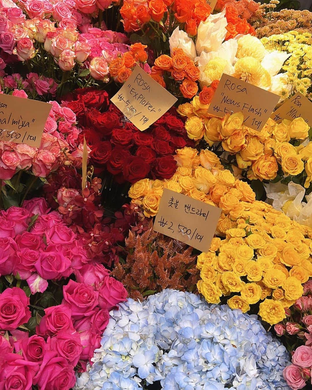 細田海友のインスタグラム：「💐🌹🌼🌸🪻  韓国のお花屋さんはどこも可愛いいし 韓国ナムジャは駅でサクッと買って、彼女や好きな人に 渡すんだよね〜😍素敵だよね💓ロマンチック〜😍 なんてはるちゃんとお花屋さんを横目に盛り上がってたら 日本も駅の近くにあるし、クオリティー高いよね ってボソッとゆみちゃん🤣🤣🤣笑  …たっ確かに❣️❣️笑  韓国にいると韓国マジック🪄に 取り憑かれてしまうのかしらね🧚‍♀️🧚🧚‍♂️♫💖  #flower##flowers#flowershop#korea#seoul #loveflowers#🫶#❤️」