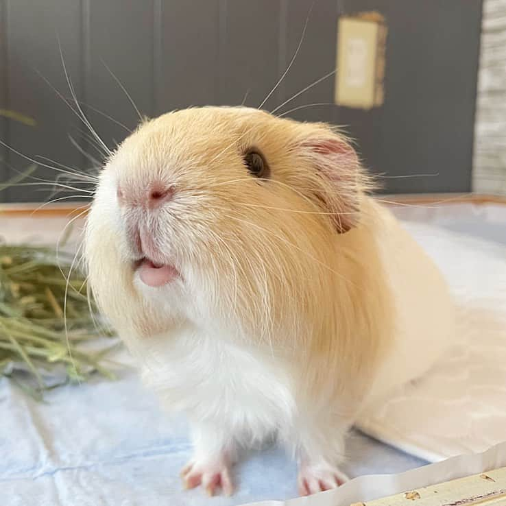 hamster_mocoのインスタグラム：「お家が綺麗でうれちいな😚✨️  ケージ掃除のあとの綺麗になったケージに戻ってきて嬉しいお顔のパルくん🤭♥️🐹 2023.10.26  ✼••┈┈••✼••┈┈••✼••┈┈••✼••┈┈••✼ #モルモットパル#モルモット#イングリッシュモルモット#モルモットのいる生活#モルモットベビー#モルモット好きと繋がりたい#guineapig#豚鼠#기니피그#天竺鼠」