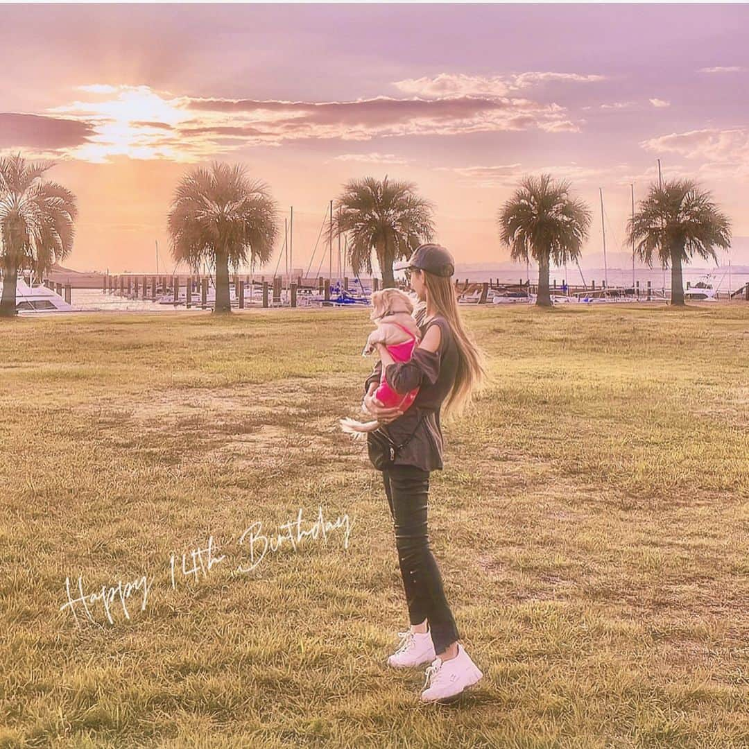 鈴木絢子さんのインスタグラム写真 - (鈴木絢子Instagram)「・ ・ 【フォアグラ14歳🎂】 💛Happy 14th Birthday💛 余命1ヶ月も持たないと宣告されましたが、、 この日が迎えられたことに感謝😭✨✨  抱っこでお散歩＆ 大好きな柔らか丸干し芋を 好きなだけ食べさせてあげました💕  脾臓がんは無事摘出されましたが、、 転移が進んでいることから、 もう抗がん剤は効かないそうで。 サプリor漢方を与えてくださいとのこと💊  やはり自作のサプリを飲ませるのみ✊🔥  フォアグラの誕生日の10月25日、 サプリのリニューアルバージョンが到着しました📦✨  「夏のさつまいも博」ステージで、 さつまいもの新たな可能性として発表した芋サプリ🍠  もちろん、元々は犬に飲ませようとは 全く考えずに作ったのですが、、、  図らずとも、 βグルカンたっぷりのスーパーフード、 ITはなびらたけやさつまいも、NMN、、 獣医師からオススメされた成分が いっぱい入ったサプリに仕上がっていました😭  10年越しで開発したさつまいも発酵成分も、 このタイミングで出来たことに 意味があるような気がします☺️🍠✨✨  苦しい思いをさせてまで延命が大切だとは思わないけれど、 少しでも状況が良くなったり、 痛みが少なくなることを願って🙏✨✨  目標は、一緒に年を越せますように。。  フォアグラへの励ましのメッセージやご心配、 ご連絡をいただき有難うございました🙇‍♀️✨ ・ ・ ・ #脾臓がん #ダックス14歳 #闘病記 #余命宣告 #余命1ヶ月 #奇跡 #トリュフとフォアグラ #親子犬 #さつまいも #スーパーフード #ITはなびらたけ #NMN #犬のサプリ #サプリ開発 #サプリメントアドバイザー #birthday #14th #🍠 #💊 #🐶」10月26日 1時29分 - ayako_suzuki810