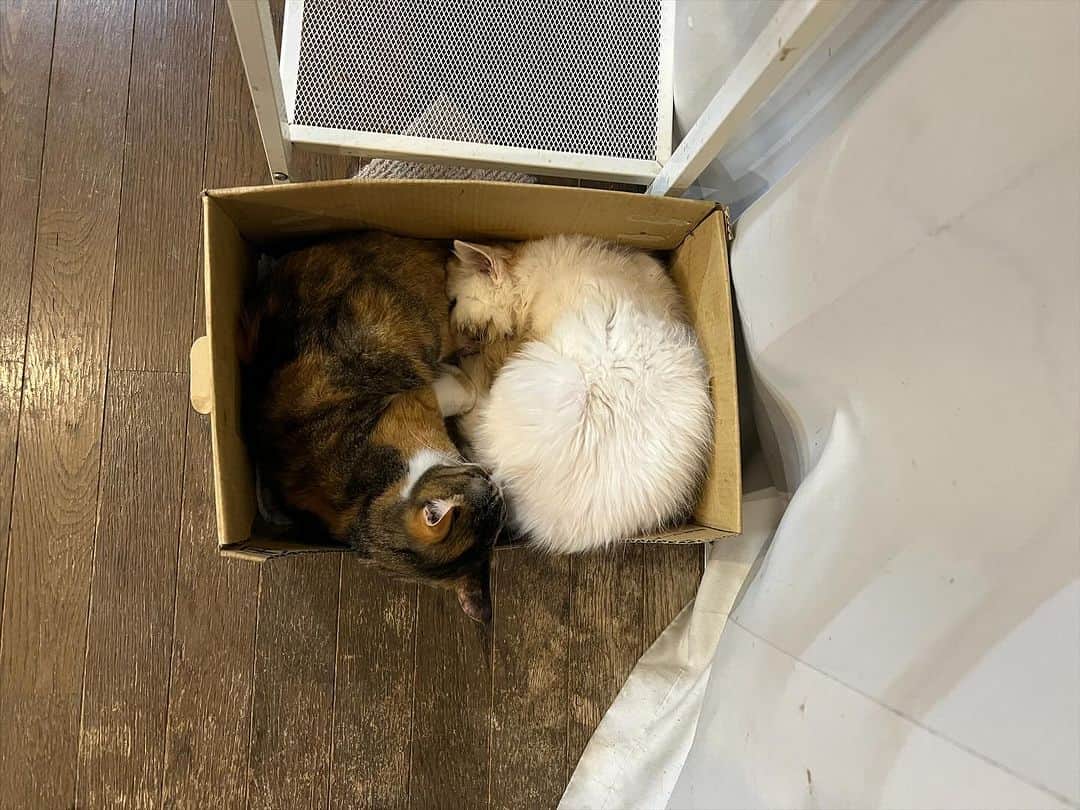 Kachimo Yoshimatsuのインスタグラム：「今夜も一緒寝｡  #うちの猫ら #猫 #castella #okaki #ねこ #ニャンスタグラム #にゃんすたぐらむ #ねこのきもち #cat #ネコ #catstagram #ネコ部 http://kachimo.exblog.jp」