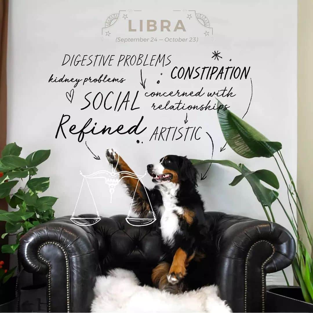 Your Teaのインスタグラム：「"The symbol of the sign of libra is the “balance” or “scales”, reflecting the nature of those born under this sign to balance passion and intellect. In spite of their strong desire to be liked and reluctance to face confrontations, librans tend to be strong-willed. They often achieve their goals using their wit and charm. The “iron fist in a velvet glove” approach is a key to their success.  In relationships librans have a tendency to reflect back in kind what they have been given. More generally, they react intellectually to their experiences of life. They can be outrageous flirts and true romantics. However, their passion is rarely sustained if their interest in someone does not include intellectual, as well as physical, rapport." Taken from our blog - Libra, The Scales.」