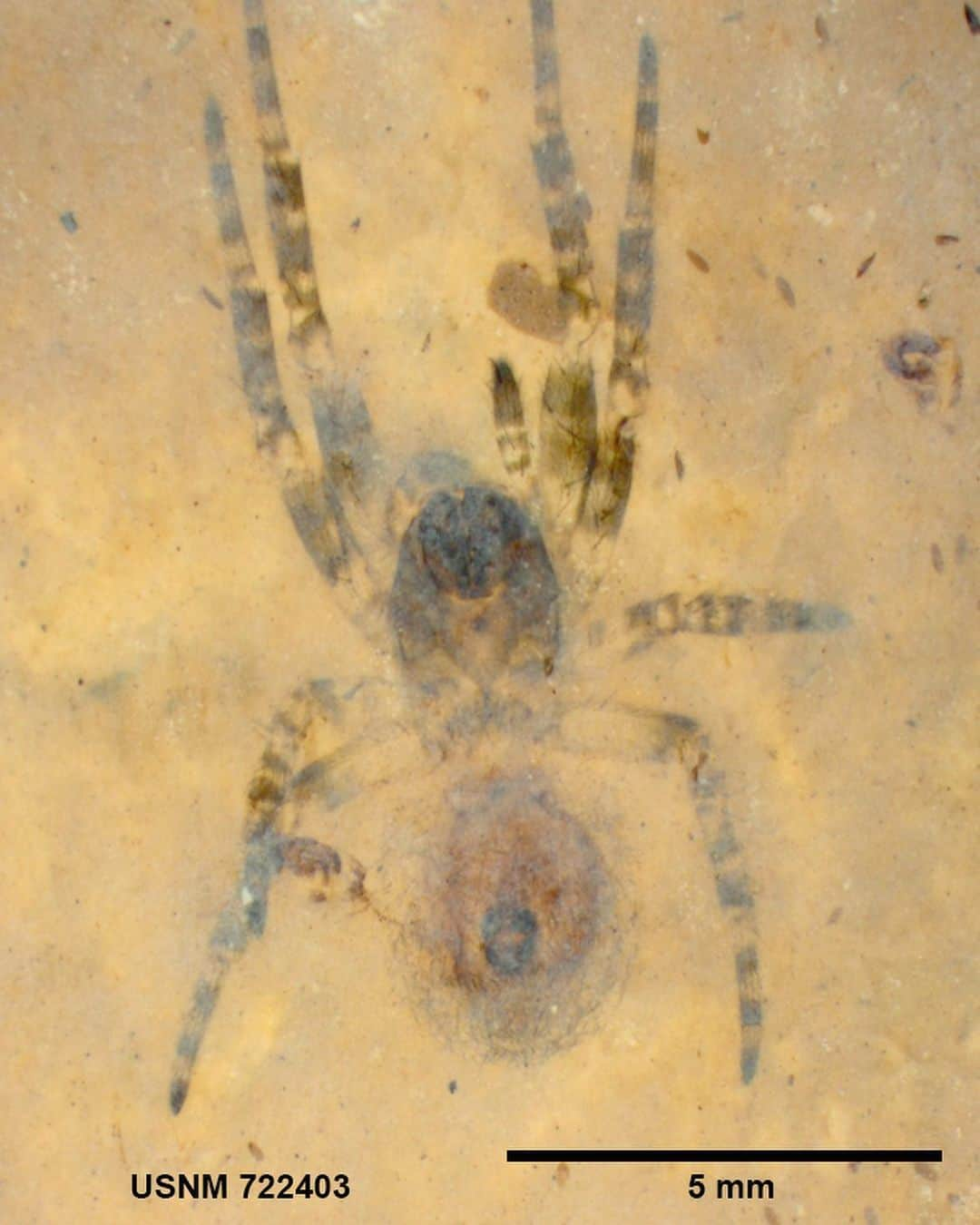 スミソニアン博物館のインスタグラム：「Creepin’ it real for 46 million years🕷️🎃   These tiny, fossilized spiders reveal incredible details, such as small hairs and claws. They lived 46 million years ago, in present-day Montana, and were preserved in fine silt and clay that settled in a lake and then hardened into shale. Soft-bodied animals like spiders show the best preservation when they were buried this way. When preserved in coarser sediments, like sand, they tend to be damaged and very difficult to see.   These specimens help better our understanding of the diversity of ancient life in North America, AND they provide seasonal spooky fossil fun 🎃🕸️   📷 From the NMNH collections. Collected and photographed by Dale Greenwalt.  #FossilLab #HappyHalloween」