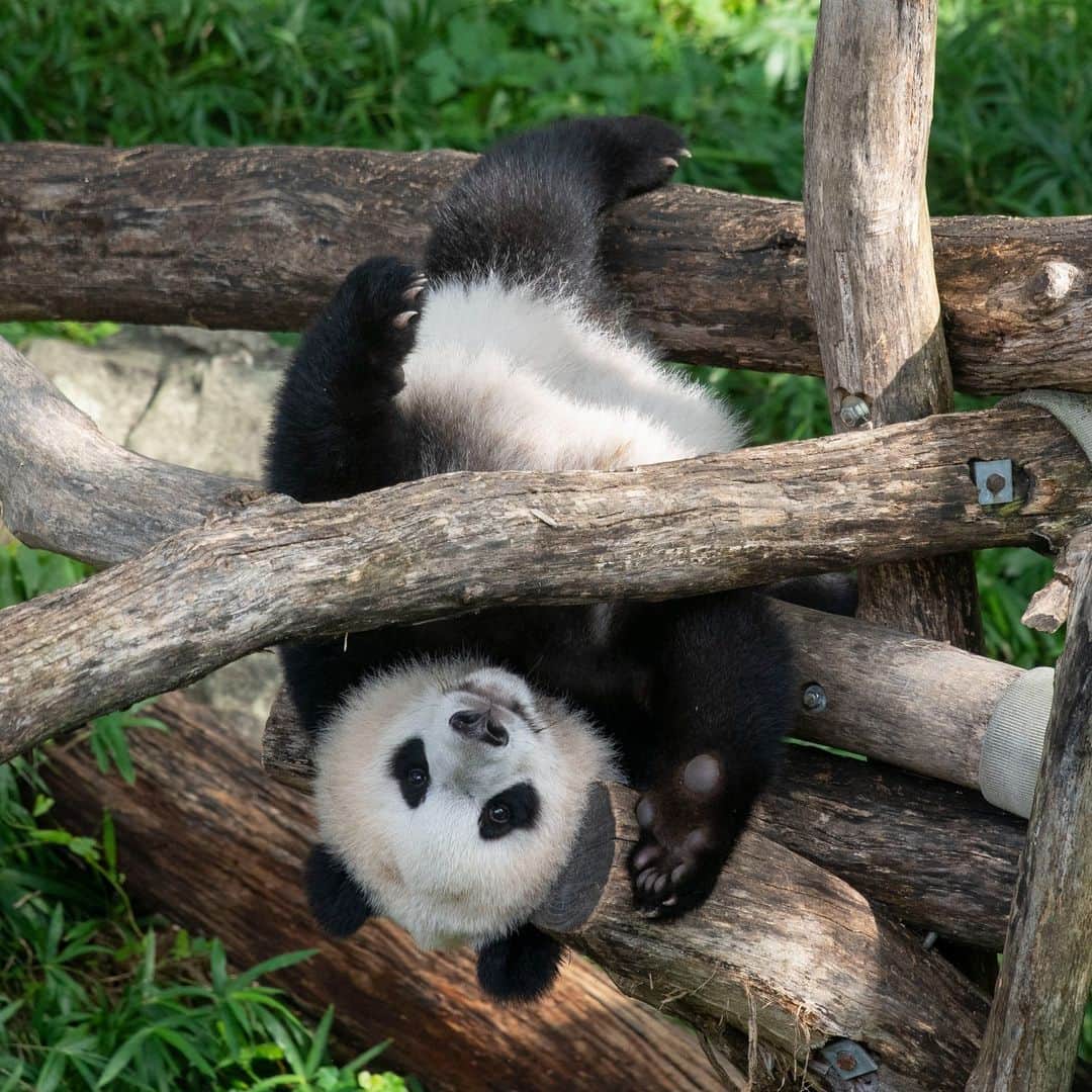 スミソニアン国立動物園のインスタグラム：「Giant pandas Mei Xiang, Tian Tian and Xiao Qi Ji will leave for China by mid-November.  Make sure to plan your visit (link in profile) or tune in online to the Giant Panda Cam for your panda fix. 🐼 🐼 🐼🛫  *** As part of the terms of the Zoo’s current Giant Panda Cooperative Research and Breeding Agreement with the China Wildlife Conservation Association, Mei Xiang, Tian Tian and their cub, Xiao Qi Ji, will go to China by Dec. 7 when the agreement ends. The Zoo entered into this agreement in Dec. 2000 when Mei Xiang and Tian Tian arrived at the Zoo.  Photo: Black and white giant panda cub Xiao Qi JI hangs upside down from a wooden climbing structure.」