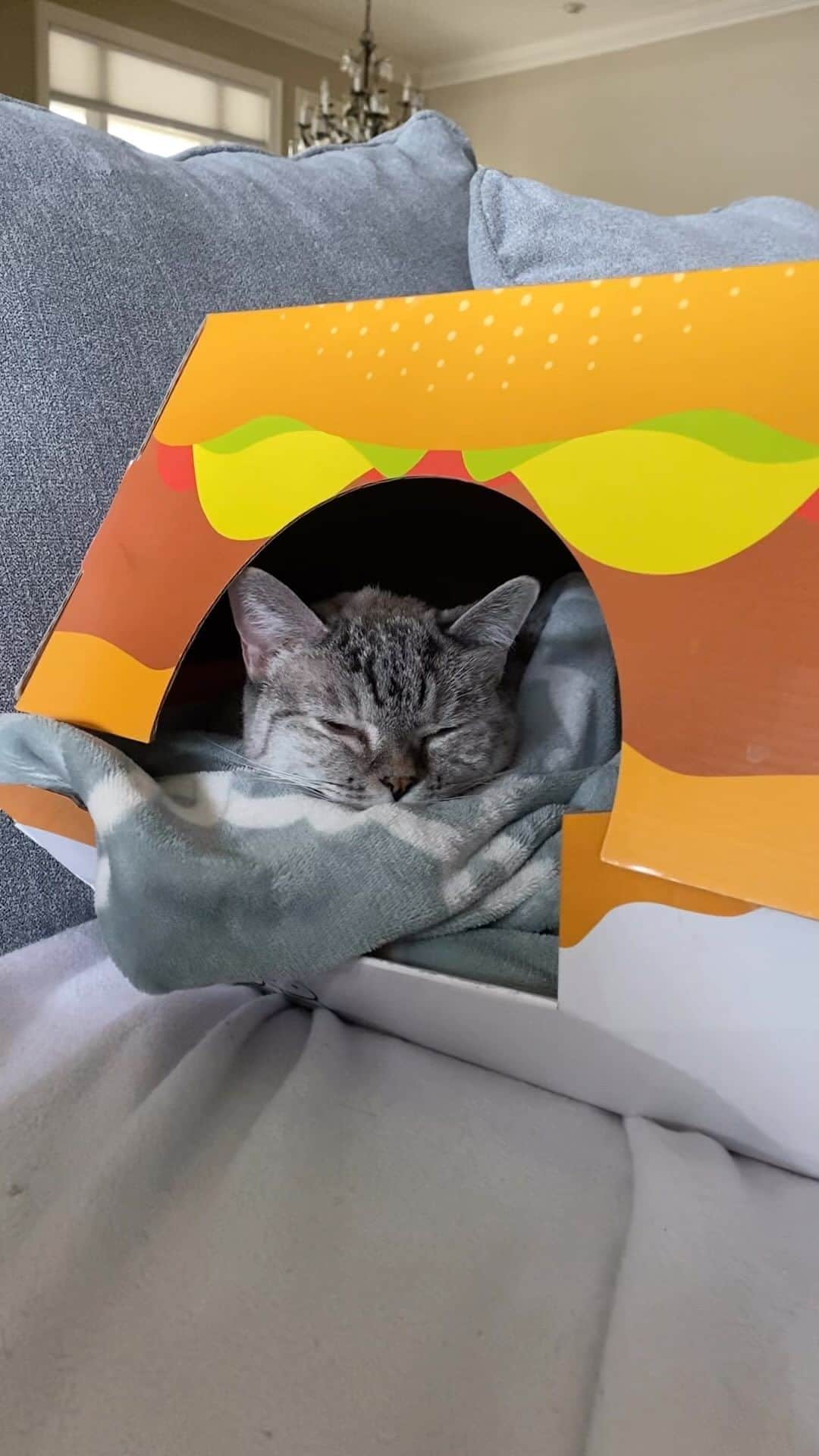 nala_catのインスタグラム：「Dental surgery update: ❤️‍🩹 We were unable to remove Nala’s bothersome tooth yesterday. She had a bad reaction to the anesthesia. Thankfully, her veterinarian noticed and responded quickly by reversing the anesthesia and waking Nala up. They started IV fluids to help flush the medications out of her system.   From there, we transferred Nala to an emergency hospital for further tests and monitoring. Upon arrival, her temperature was low, so they used a heating lamp to warm her up. We conducted another blood test, and everything came back normal. The emergency vet explained that no signs of shock were evident from the blood results. Nala’s blood pressure was also normal. Nala has had four previous dentals, and we have never experienced this before— we were in complete shock. It’s still unclear what happened.  The good news is that Nala’s blood looks great. Her kitty cold has improved significantly. Her temperature is back to normal. Nala has a very healthy appetite, she’s well-hydrated, and her litter box behavior is normal. She’s a bit sleepy today, and we’re keeping a very close eye on her. If we notice any changes, we’ll make sure to rush back to the emergency hospital. She’s currently snoozing in her hamburger box on the couch with me.  The next steps to address Nala’s tooth are pending. It will likely need to fall out naturally, but this can be painful, so we will develop a treatment plan with her vet to manage any potential infection or pain.  We’re incredibly thankful for all of the love, thoughts, and prayers. Our gratitude is endless! NALA LOVES ALL OF YOU! And so do we.   Love,  Nala’s mommies 💕」