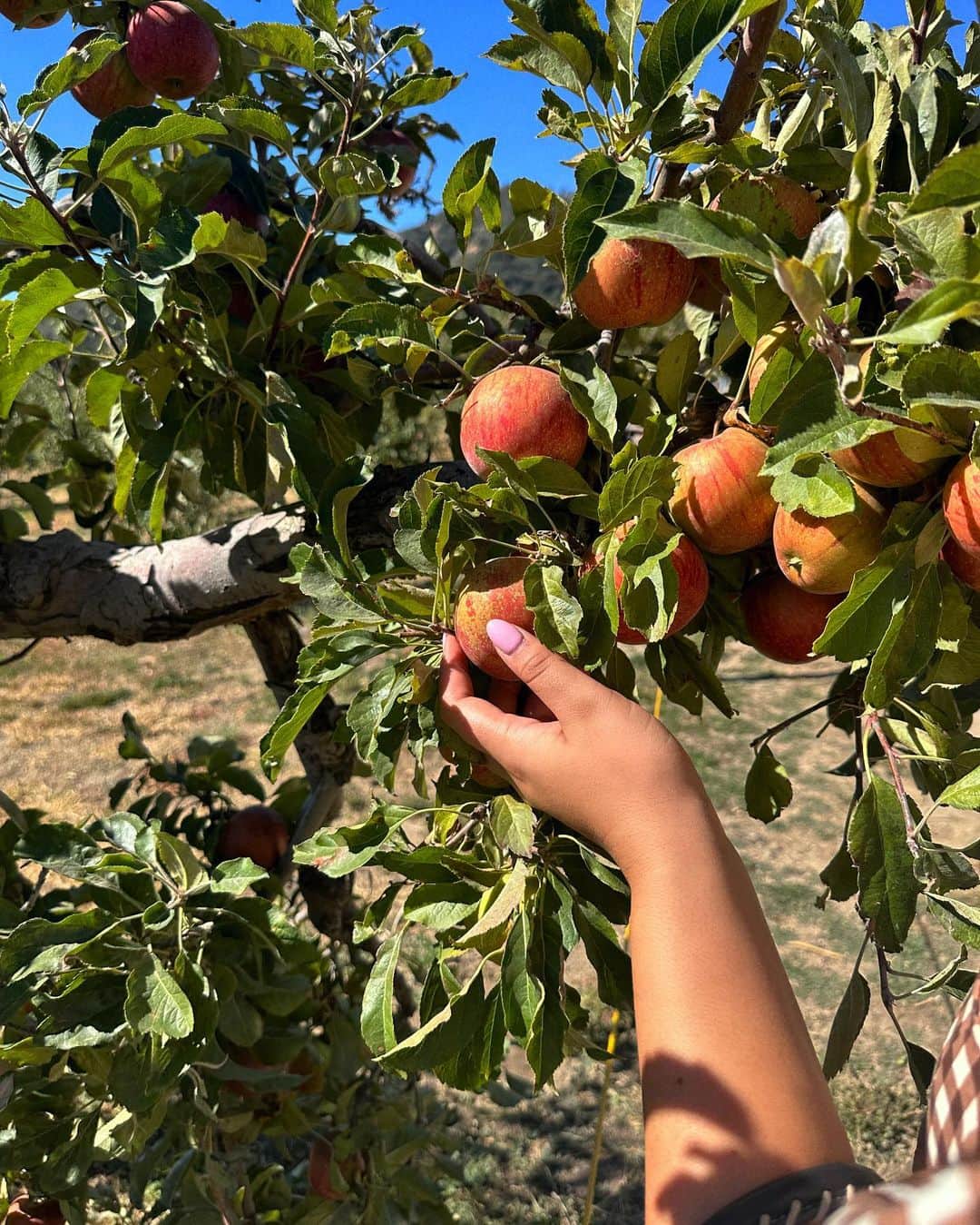 ベラ・ゴールデンさんのインスタグラム写真 - (ベラ・ゴールデンInstagram)「my favorite fall tradition: apple picking ofc  🍎🧸🍂🤎🥧🍁☕️💌✨♥️」10月26日 2時42分 - bellaagolden