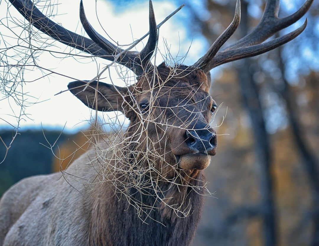 Keith Ladzinskiさんのインスタグラム写真 - (Keith LadzinskiInstagram)「With the seasonal rut in full swing, a bold fashion statement like this could be all this bull elk needs to meet that special lady and seal the deal.」10月26日 3時18分 - ladzinski