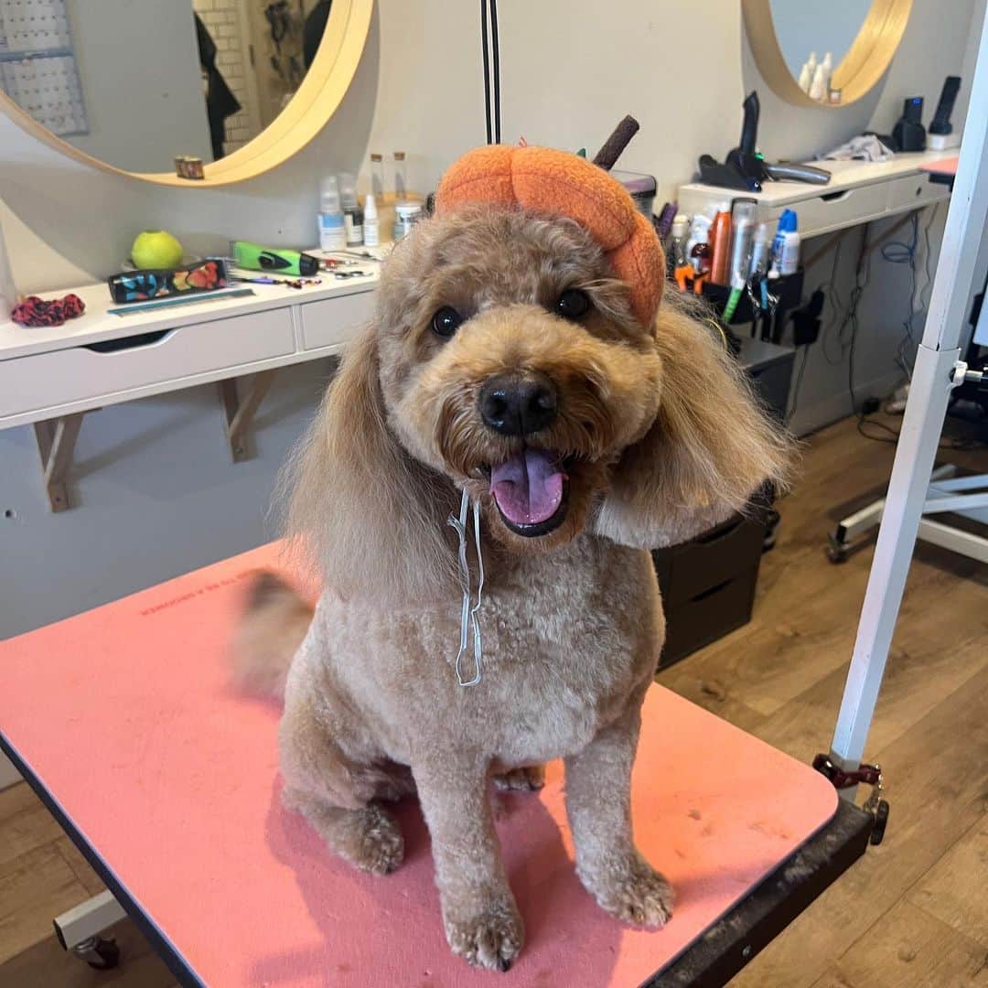 Dogs by Ginaのインスタグラム：「Got some quality time with Koda today!」