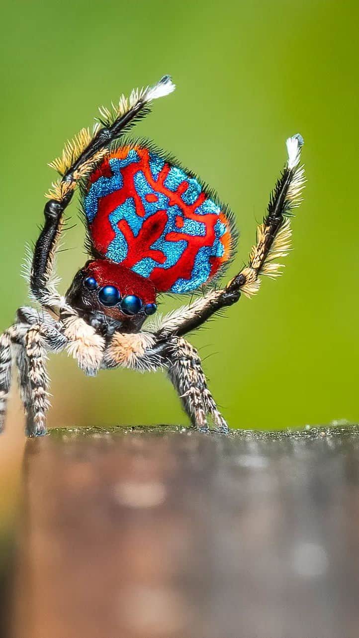 Discover Earthのインスタグラム：「Meet the Maratus bubo, a tiny spider with a big personality! 🕷️🌟   Its vibrant colors and mesmerizing courtship dance are simply captivating. Have you ever encountered these incredible creatures in the wild?   📍 Australia  🇦🇺 #DiscoverAustralia with @flynn_prall」