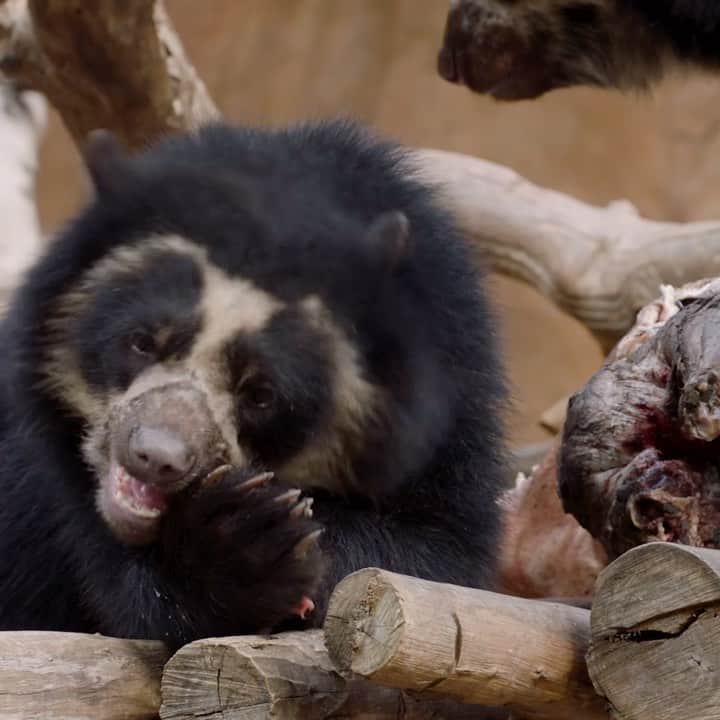 San Diego Zooのインスタグラム：「So you caught your dinner; now what? 🍖  For bears and other carnivore species, catching prey is only half the battle. Considering a “fall off the bone” meal doesn’t exist, eating their food can be a challenge and a workout in itself. Tearing into meat takes all of their strength, which in turn reinforces their jaw muscles and keeps their teeth, jawbones, and palate properly aligned.  #AndeanBear #Cubs #Octobear #SanDiegoZoo」