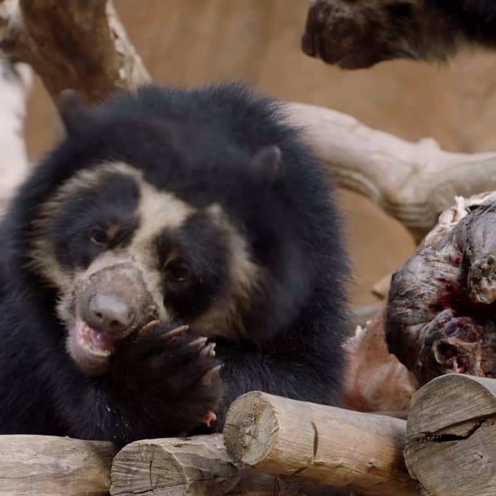 San Diego Zooのインスタグラム