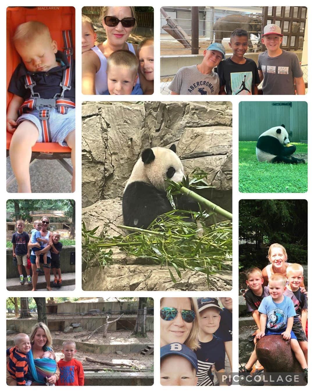 スミソニアン国立動物園のインスタグラム：「In honor of our giant panda program, we asked for your favorite memories of the Zoo's giant pandas over the decades. These are your stories. 🐼  "The last three panda babies are synonymous with my motherhood journey and my love affair with the National Zoo. I had my first baby in 2008; we started going to the Zoo regularly when Lucas was an infant (he napped in his stroller on his first trip), and we fell in love with Tian Tian and Mei Xiang--it was so special to have pandas at our Zoo. I had my second baby in 2011, and in 2012, I remember the joy and then the searing pain when Mei had, and lost, her baby.   The next year, I took my two little boys to see Bao Bao, the ball of black and white fluff, who we first watched on the PandaCam as a squealing stick of butter. We wept when she left but were overjoyed to welcome Bei Bei and then Xiao Qi Ji. Taking my now three boys to see the pandas has become a summer ritual for us. We pack a lunch of pasta salad and we know exactly when to arrive to get a good spot in lot B. We head for the Asia trail so we can see the pandas in their early morning glory. We've watched panda babies come and go as I've watched my own children grow from little boys into young men. The thought of losing our beloved Mei and Tian and the promise of new life that they bring makes me weepy, just as I weep at the thought of my own kids flying the nest. It’s been so comforting to know that those magical, spotted, black-and-white balls of fluff would be there, munching on frozen watermelon and bamboo or rolling in the snow. They are part of the background music of my life as a mother. What a hole they will leave.” - Leigh T. of Maryland  Image description: a collage of 9 photos, showing a woman and her 3 sons. The photos range from pictures of babies to school aged children. Two photos are of pandas at the National Zoo.」
