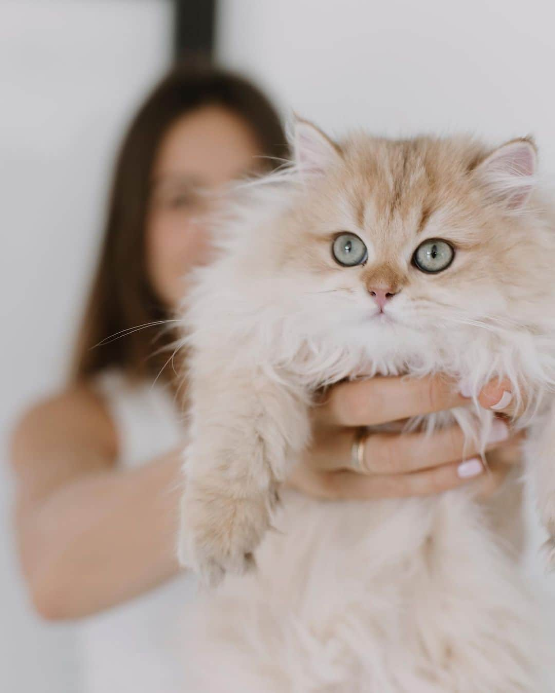 イバイ・ゴメスさんのインスタグラム写真 - (イバイ・ゴメスInstagram)「Os presentamos oficialmente a LISBOA! ❤️🐱🥰 Esta bolita de pelo se ha ganado el corazón de tod@s en casa y nos tiene literalmente enamorad@s…🫠🥰」10月26日 4時04分 - ibaigomez