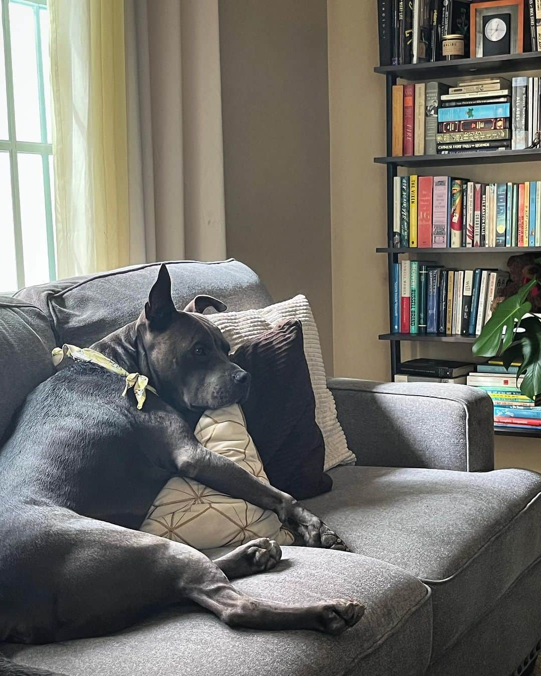 ジェシカ・アシュリーのインスタグラム：「He is always on high alert 🐶」