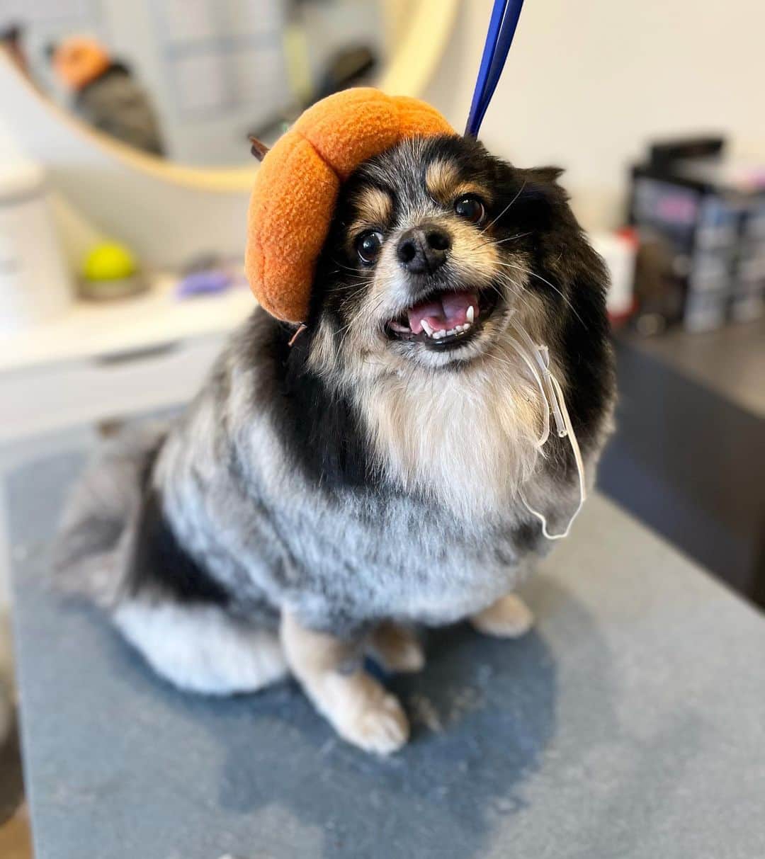 Dogs by Ginaのインスタグラム：「Kubo, Happy, and Roxy!   #pomeranian #shihtzu #cattledog」