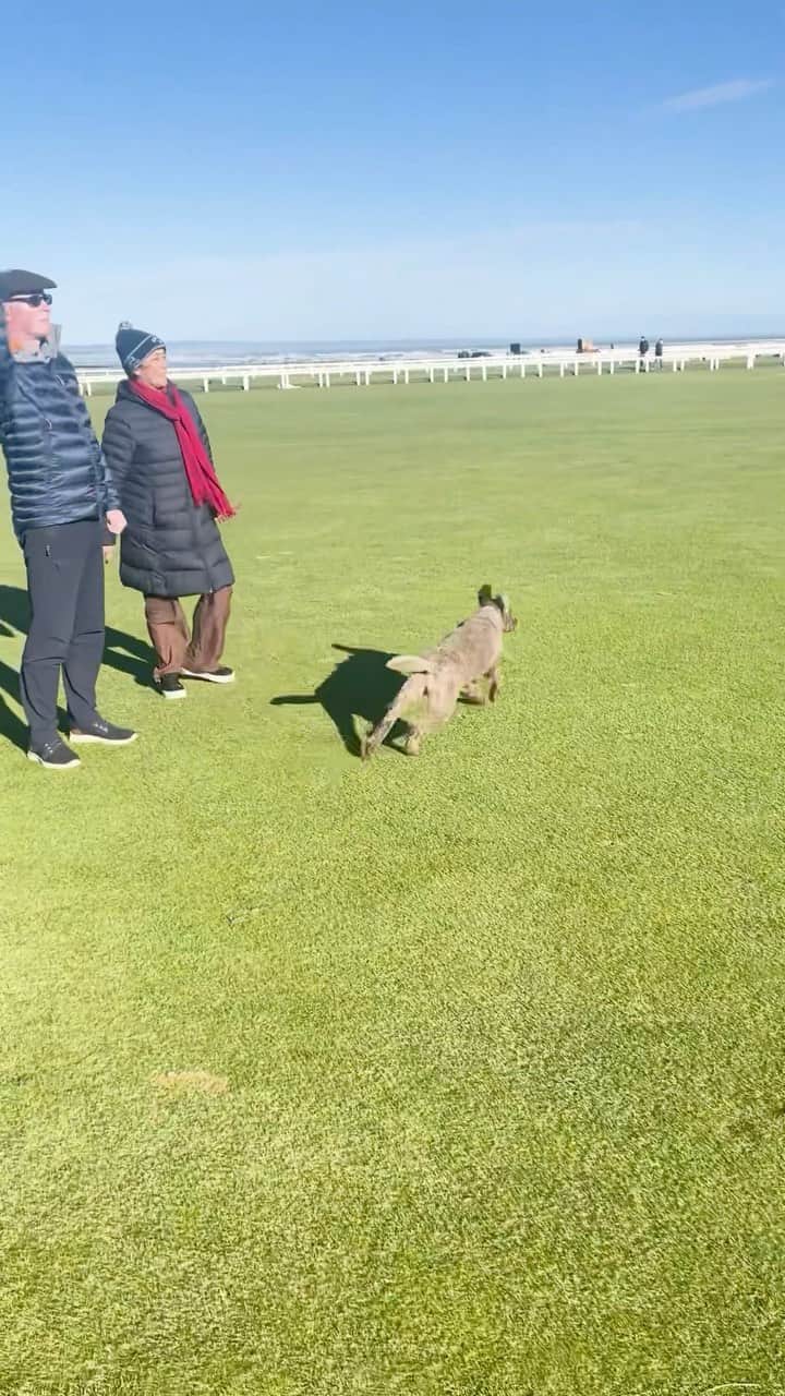 DogsOf Instagramのインスタグラム：「Scottish dogs 🤝 Scottish golf  @TheHomeofGolf’s Old Course transforms into a public park on Sundays and we got to experience it firsthand. 🏴󠁧󠁢󠁳󠁣󠁴󠁿」