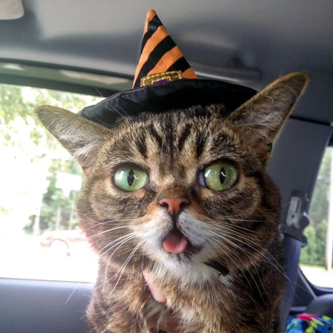 Lil BUBさんのインスタグラム写真 - (Lil BUBInstagram)10月26日 5時07分 - iamlilbub