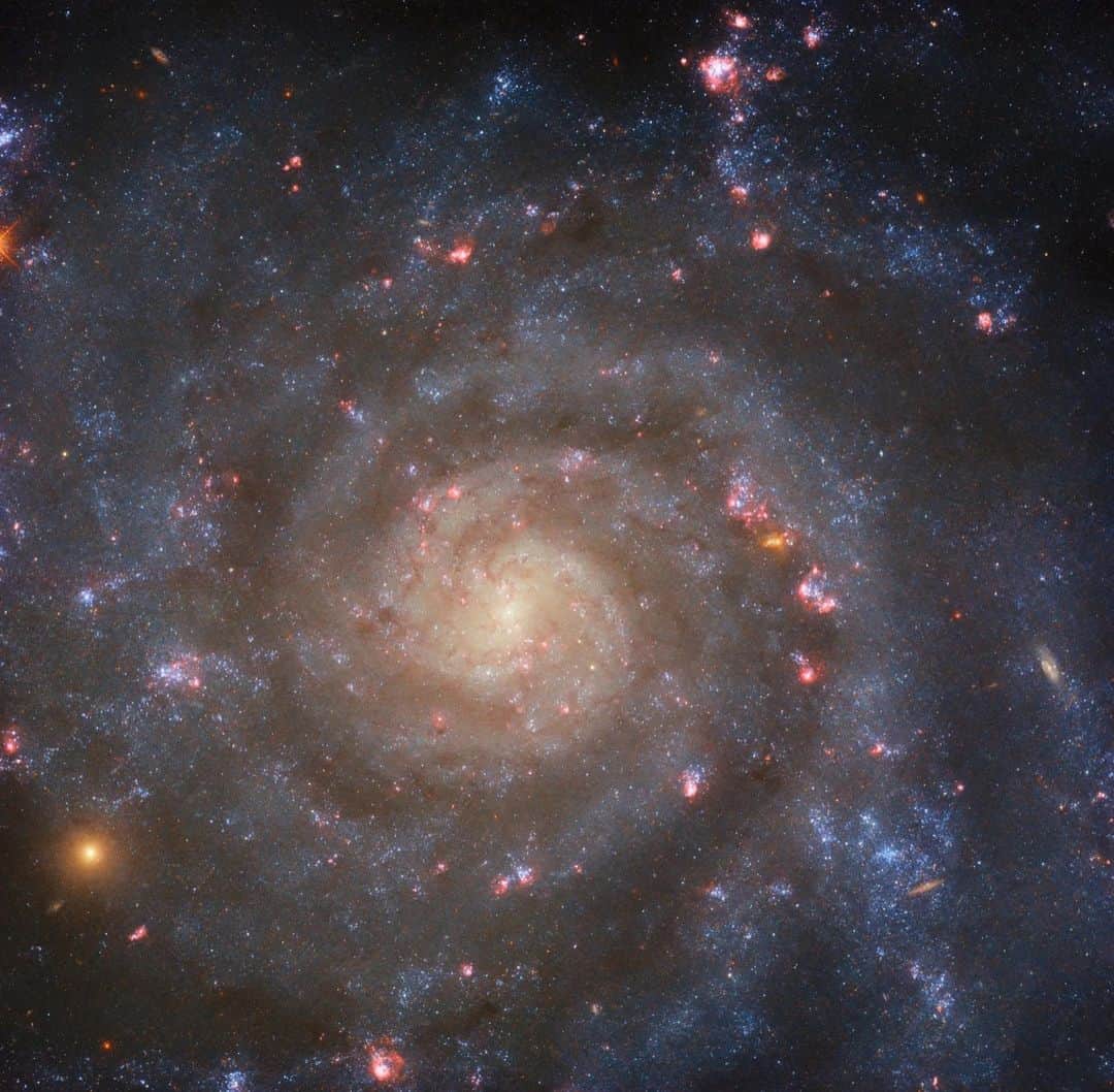 のインスタグラム：「Don’t get hypnotized by this spiral! This @NASAHubble image is galaxy IC 5332, which almost has a ‘face-on,’ orientation to Earth. To say a galaxy is ‘face-on’ means the galaxy’s orientation makes it appear circular and disk-shaped from Earth's POV.   Image description: A close-in view of a spiral galaxy. We see it face-on, showing its circular shape and tightly winding spiral arms. The galaxy glows brightly in the center and dims to cool colors toward the edge. Dark, faint filaments of dust and brightly-glowing pink and orange bubbles of star formation mark the face of the galaxy.」