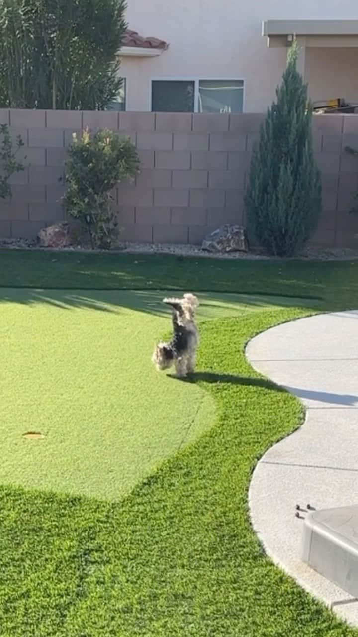 のインスタグラム：「Maxito 💭 Happy Hump Day y’all! 😆♥️🙌🏼🥳 #HappyHumpDay #DoNotTryThisAtHome #TalentedDog #AmazingDog #TalentedDog #HandStand #PawStand #HumpDayVibes #WowWowWow #SeniorDogsRule」