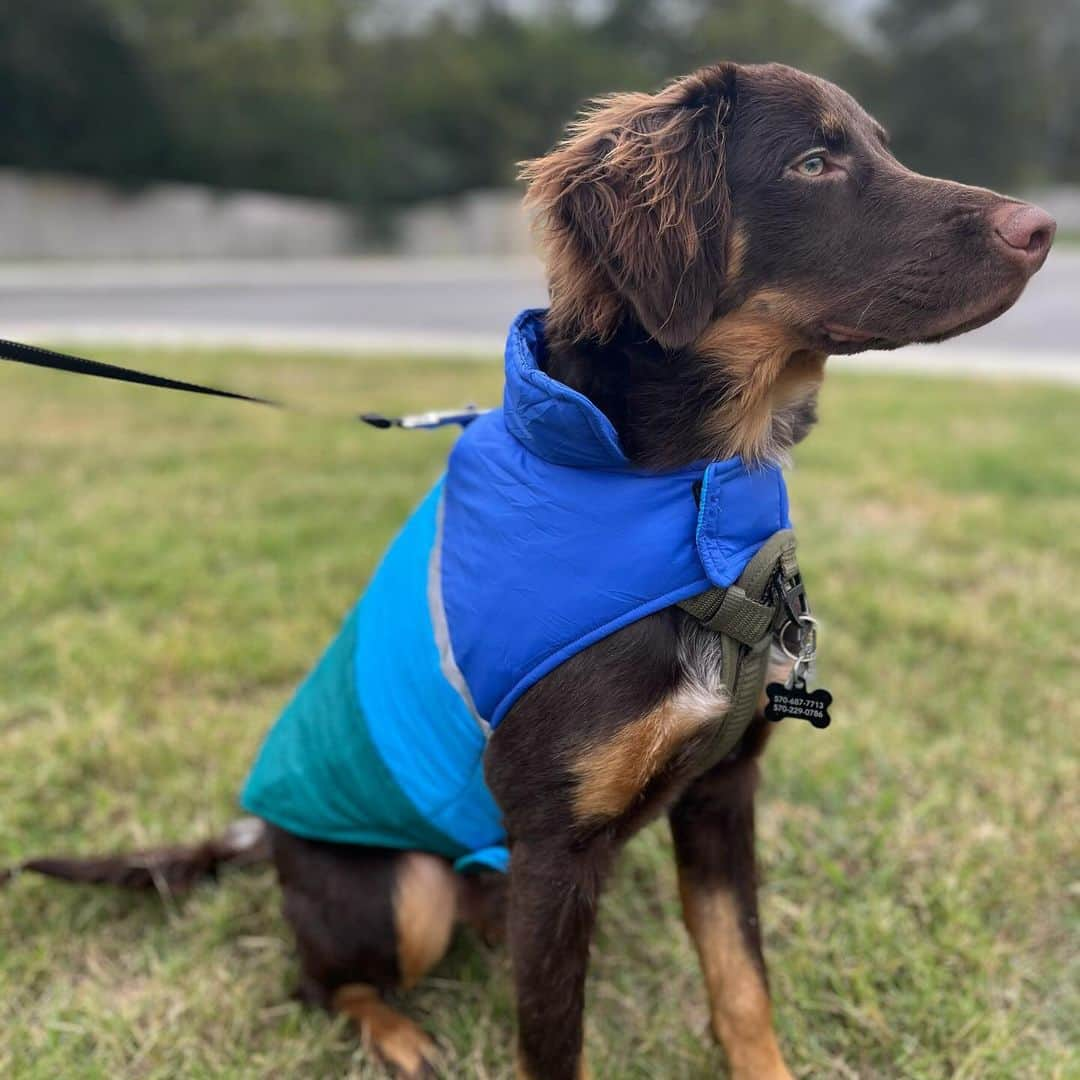 Costcoのインスタグラム：「@wassup_waylon is bundled up and ready for cooler weather! ❄️ Save $5 through 11/19/23.   Shop link in bio: 32 Degrees Dog Jacket」