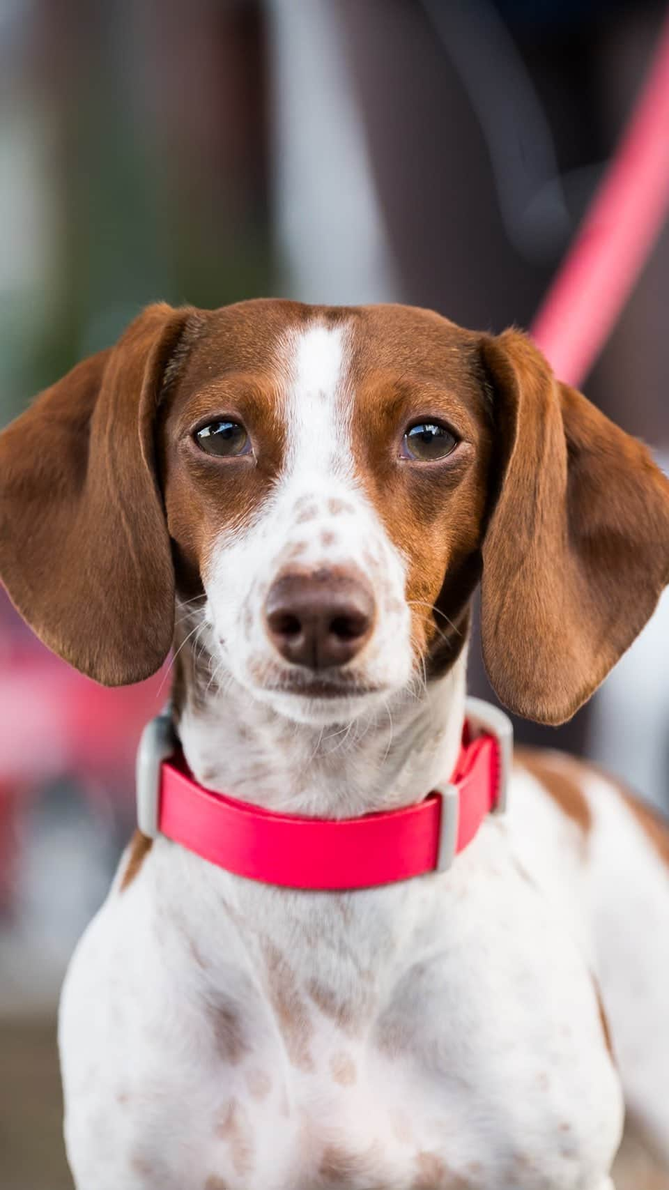 The Dogistのインスタグラム：「Louise, Dachshund (2.5 y/o), N 12th & Berry St., Brooklyn, NY • “She barks at the TV at really random things, like, we were watching Tarzan the other day, and she lost it for, like, twenty minutes. Or tennis, really gets her going. She was in a short film recently, so she’s an actress. She is in accordance with the strike, so it’s ok. It’s not out yet, but she plays Amy Sedaris’ dog. You’re about to see big things happen. ‘Louise’ – no last name, even. It’s like Madonna. Singular.”」