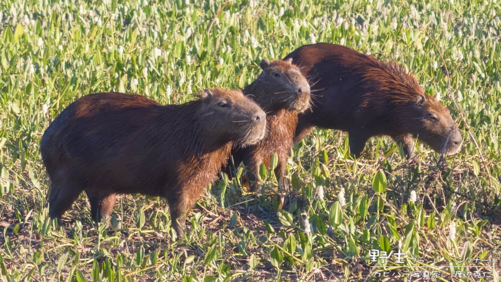 渡辺克仁さんのインスタグラム写真 - (渡辺克仁Instagram)「おはようございます。  #カピバラ #水豚 #capybara #おはよう」10月26日 7時00分 - katsuhito.watanabe